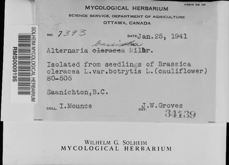 Alternaria brassicae image