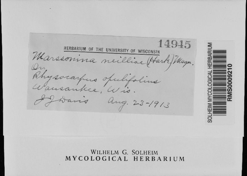 Marssonina neilliae image