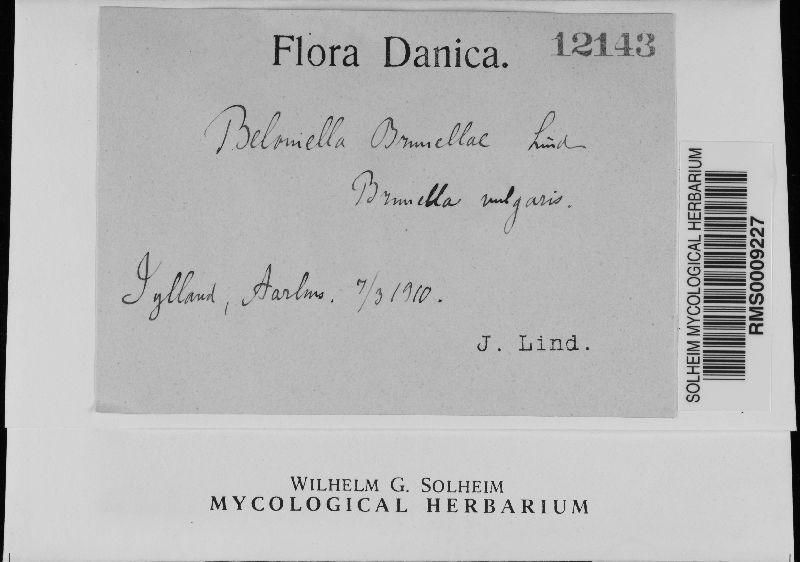 Belonia image