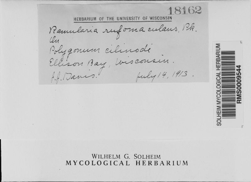 Ramularia rufomaculans image