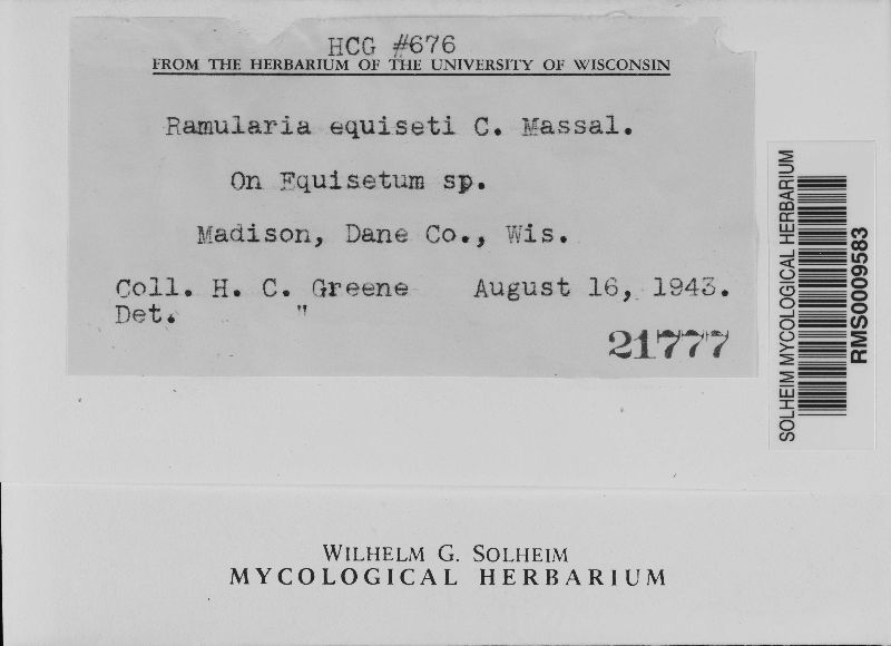 Ramularia equiseti image