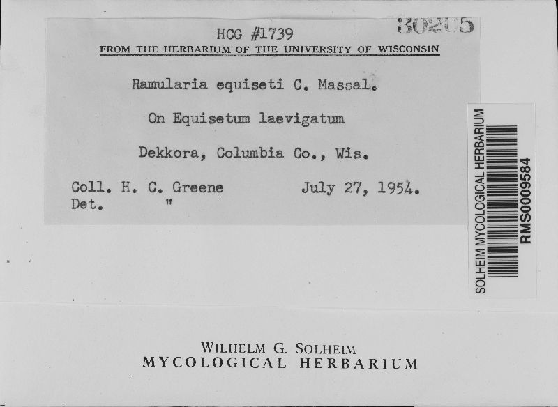 Ramularia equiseti image