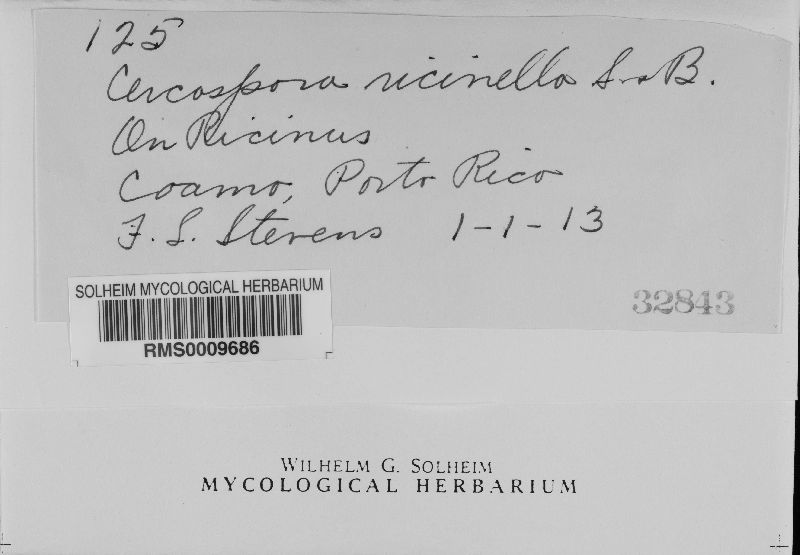 Pseudocercospora image