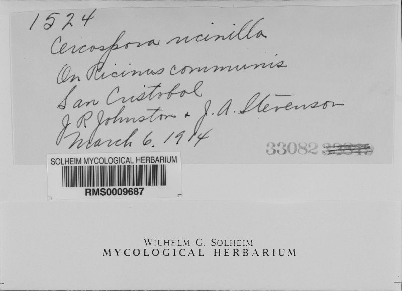 Pseudocercospora image