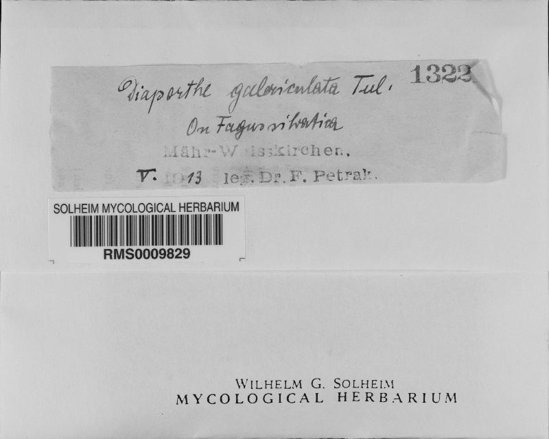 Cryptodiaporthe galericulata image