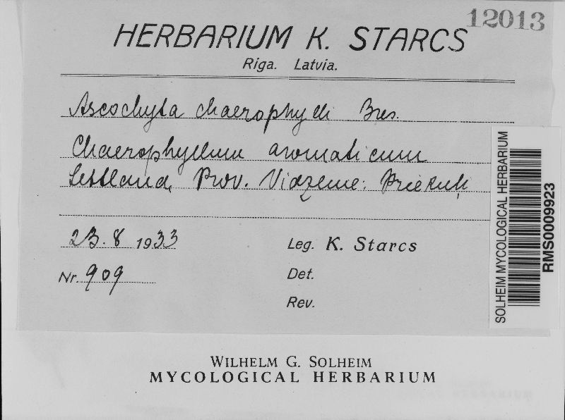 Ascochyta chaerophylli image
