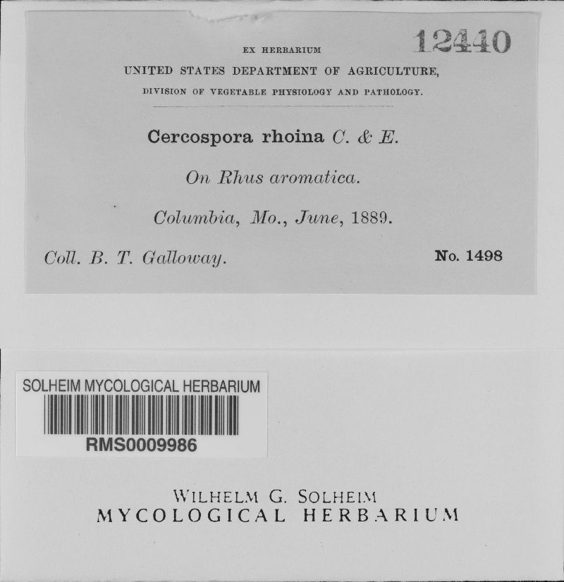 Pseudocercospora image