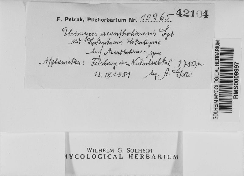 Uromyces acantholimonis image