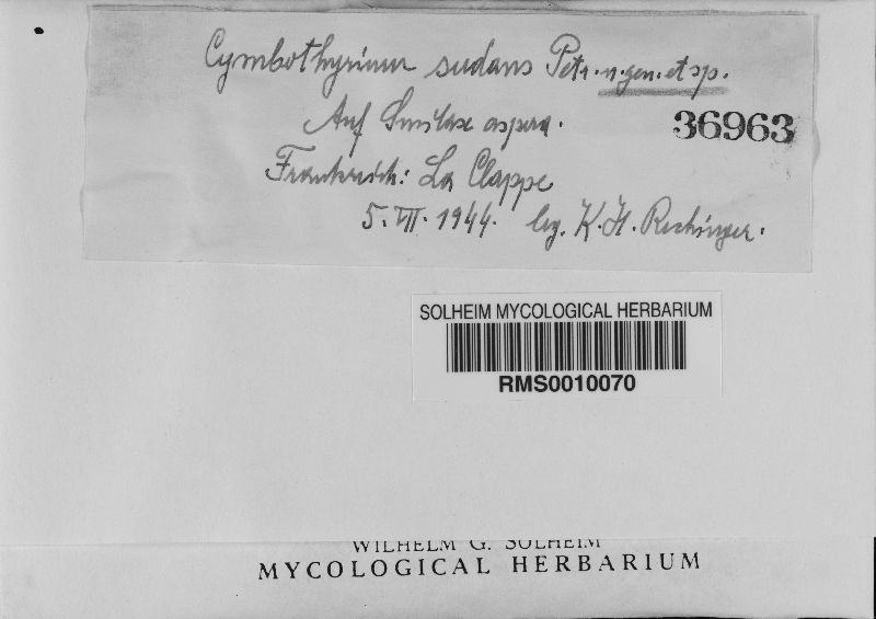 Cymbothyrium sudans image