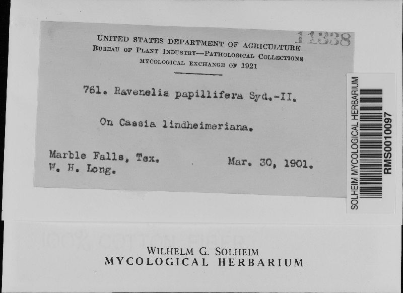 Ravenelia papillifera image