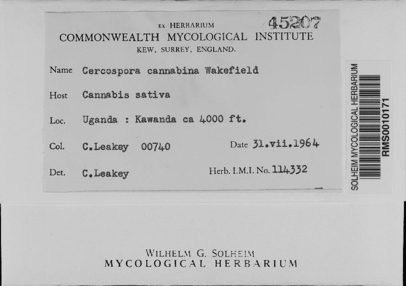 Cercospora cannabina image