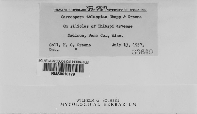Cercospora thlaspeos image