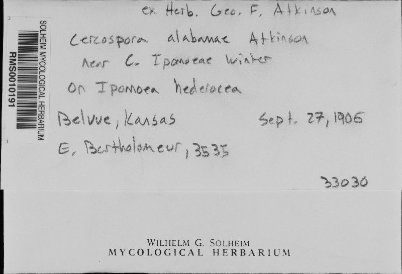 Cercospora alabamensis image
