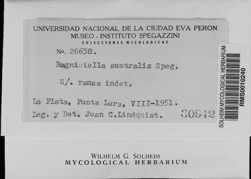 Bagnisiella australis image