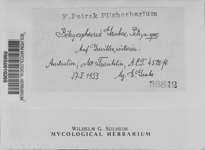 Botryosphaeria gaubae image