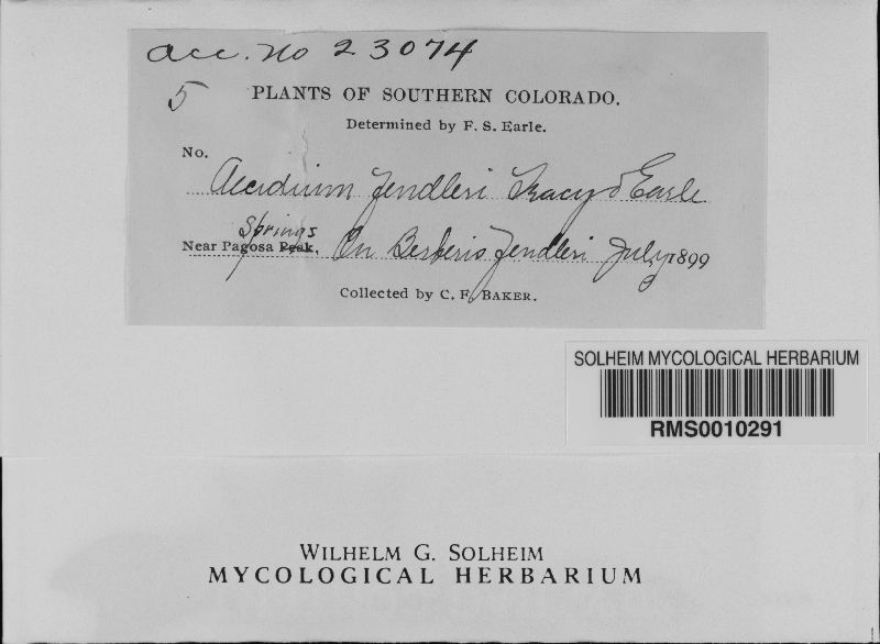 Aecidium fendleri image