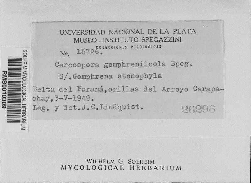 Passalora gomphrenicola image