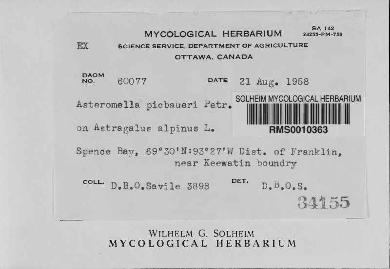 Asteromella picbaueri image