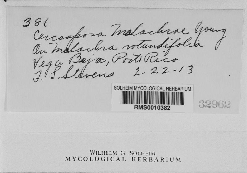 Cercospora malachrae image