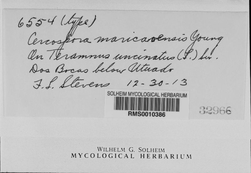Cercospora maricaoensis image