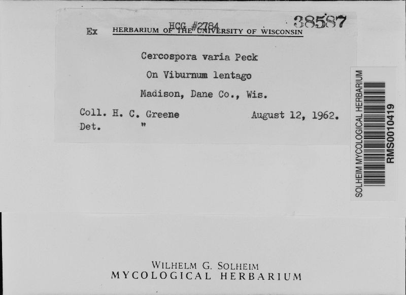 Pseudocercospora image