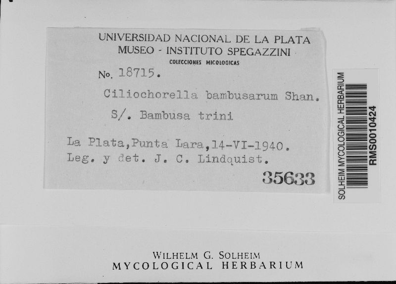 Ciliochorella image