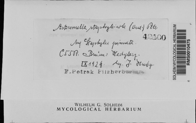 Asteromella staphyleicola image