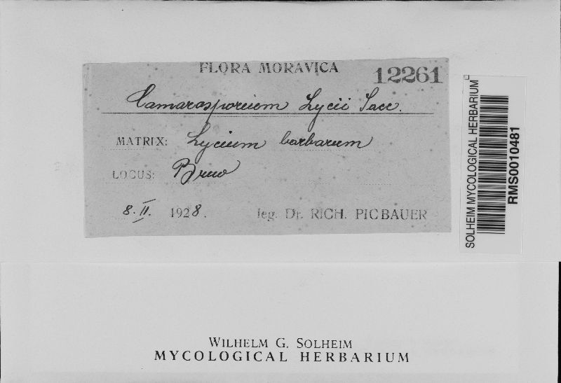 Camarosporium lycii image