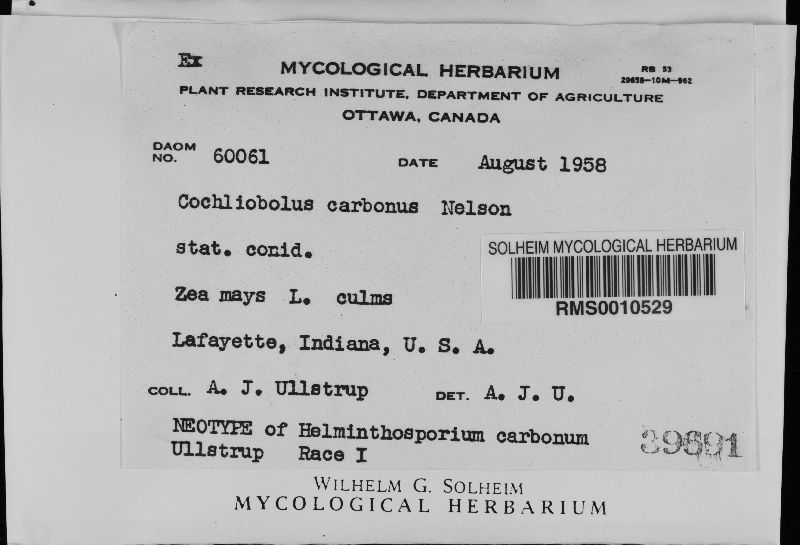 Cochliobolus carbonum image
