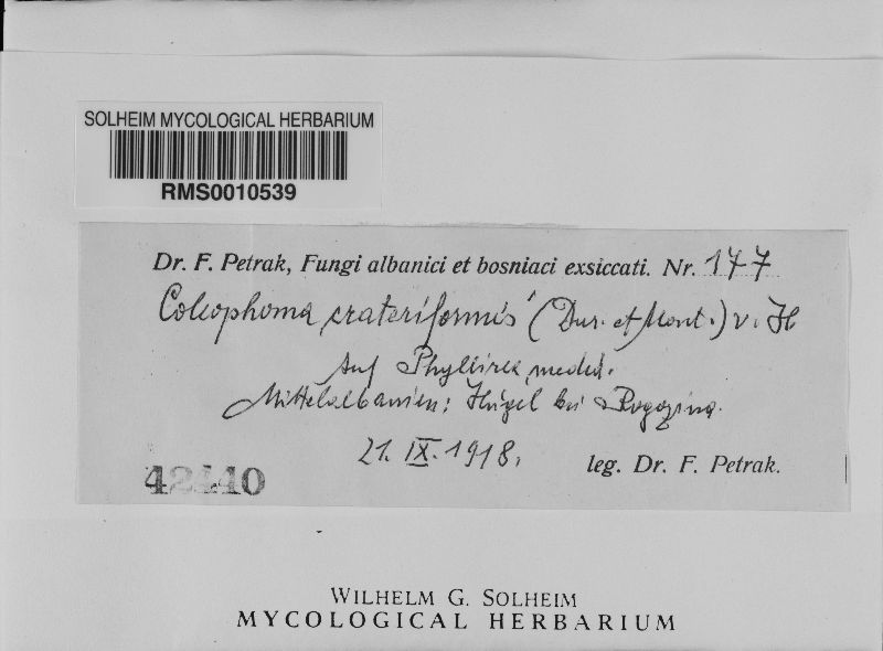 Coleophoma crateriformis image