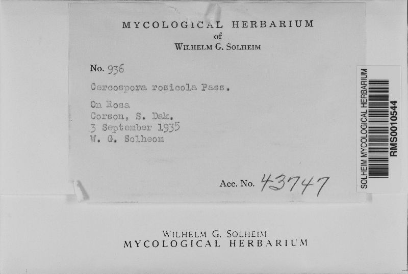 Cercospora rosicola var. rosicola image