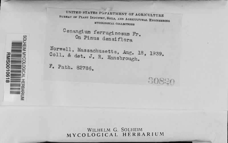 Cenangium ferruginosum image
