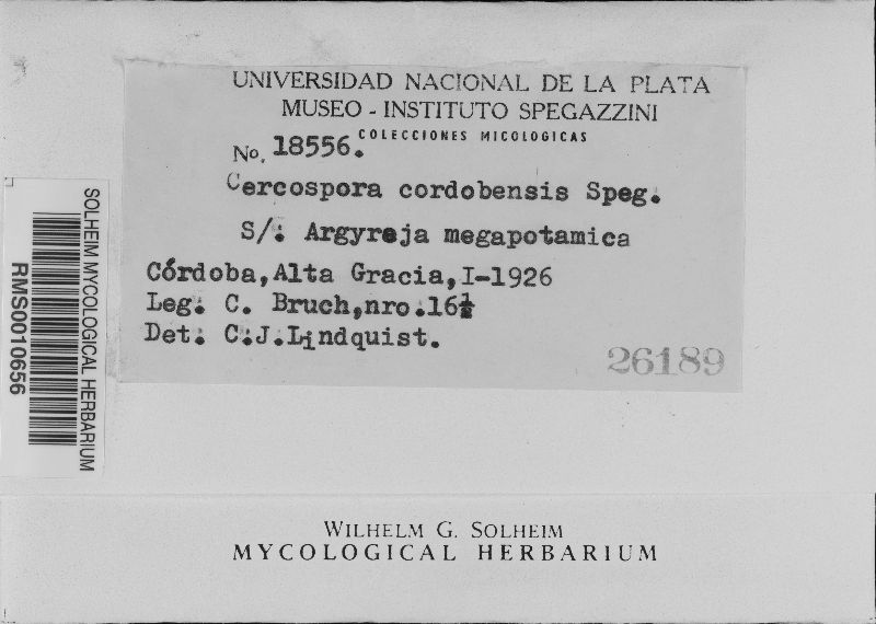 Cercospora cordobensis image