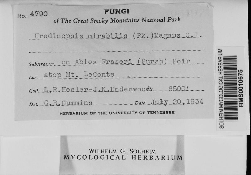 Uredinopsis americana image