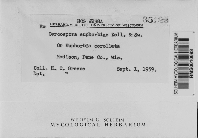 Cercospora euphorbiae image
