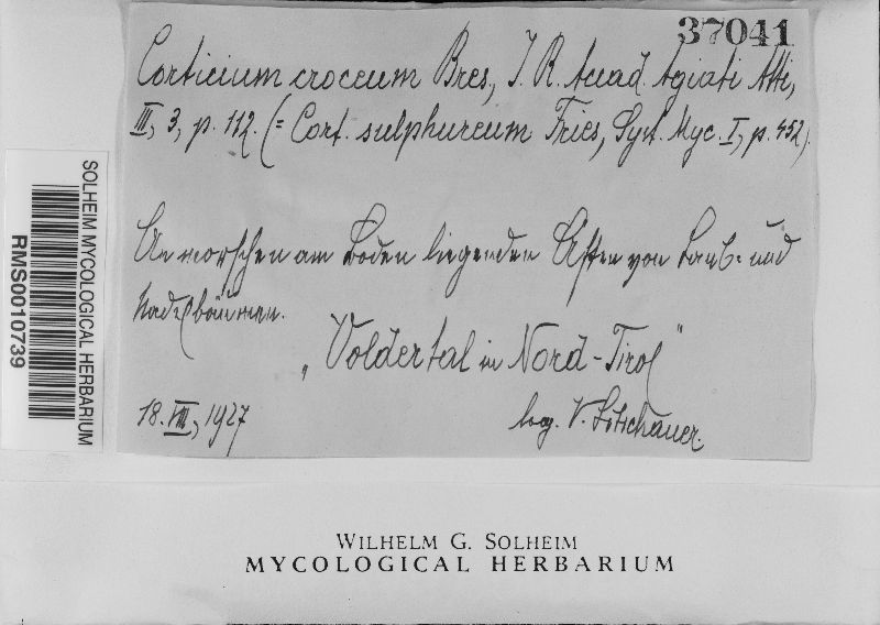 Aleurodiscus croceus image