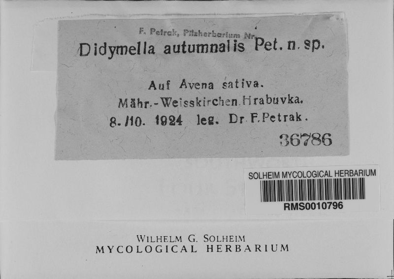 Didymella autumnalis image