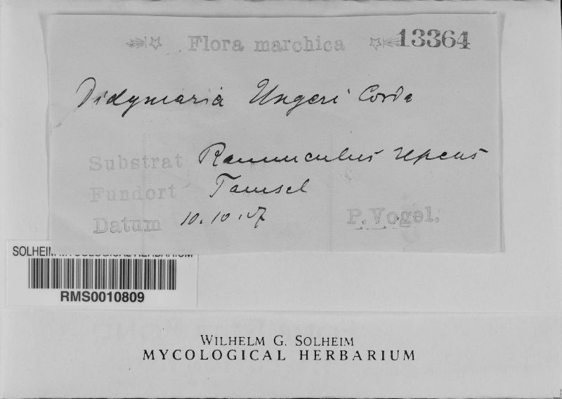 Ramularia didyma image