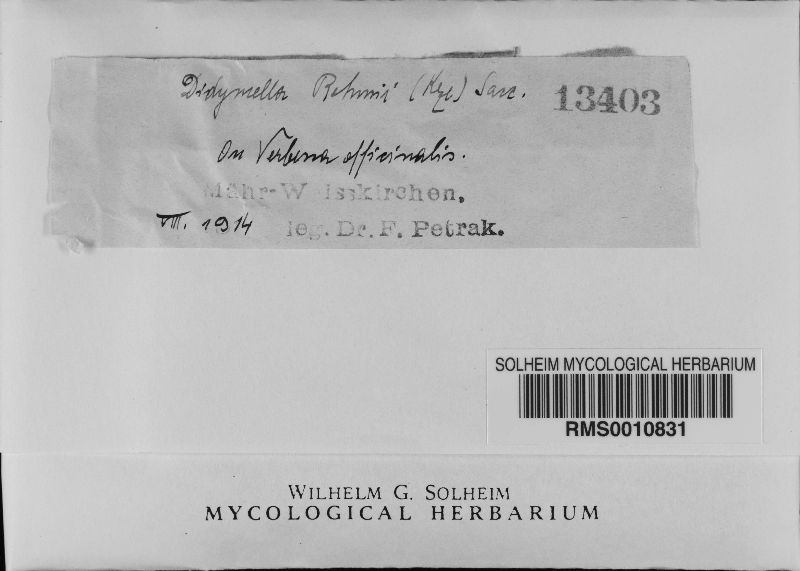 Didymella rehmii image