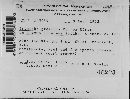 Blumeria graminis image