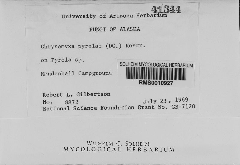 Chrysomyxa pyrolae image