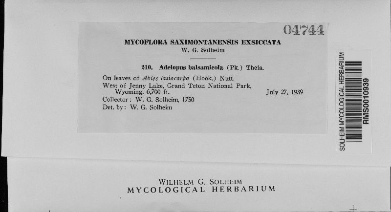 Phaeocryptopus nudus image