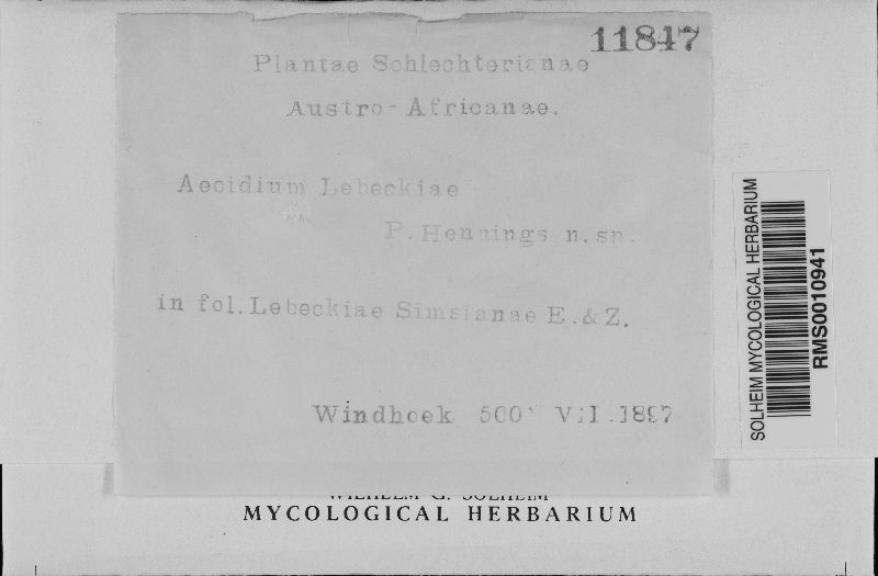 Aecidium lebeckiae image