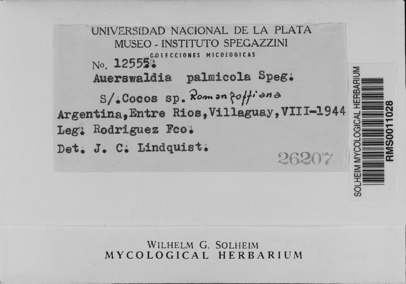 Coccostromopsis palmicola image