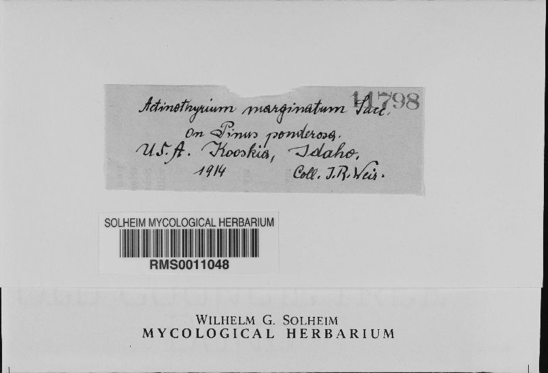Mycosphaerella pini image