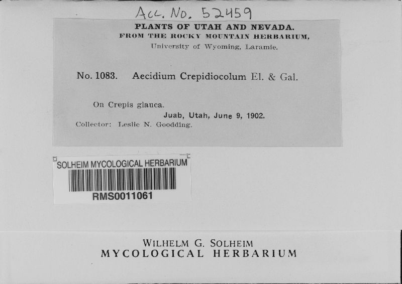 Aecidium crepidicola image