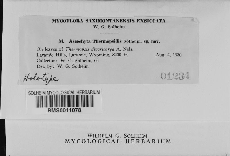 Ascochyta thermopsidis image