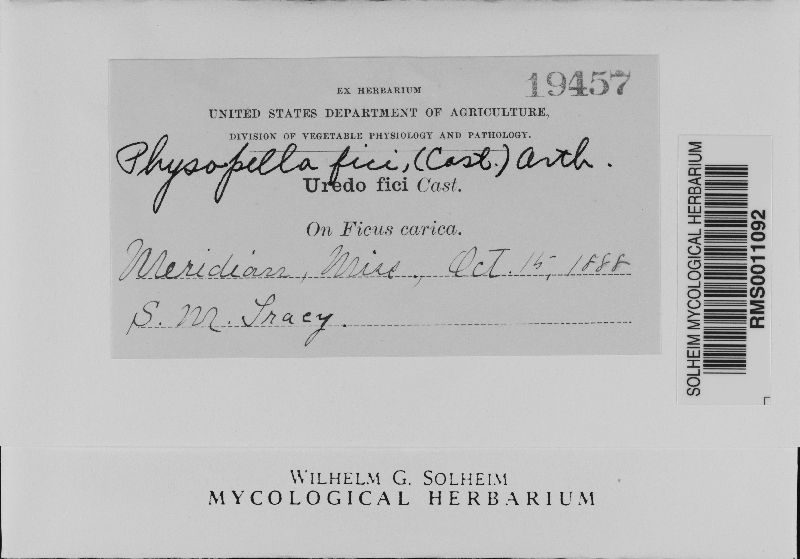 Cerotelium image