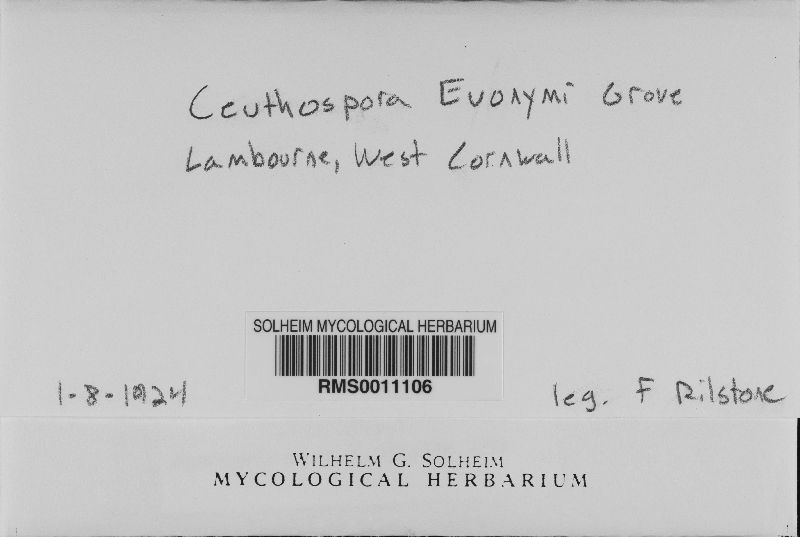 Ceuthospora euonymi image