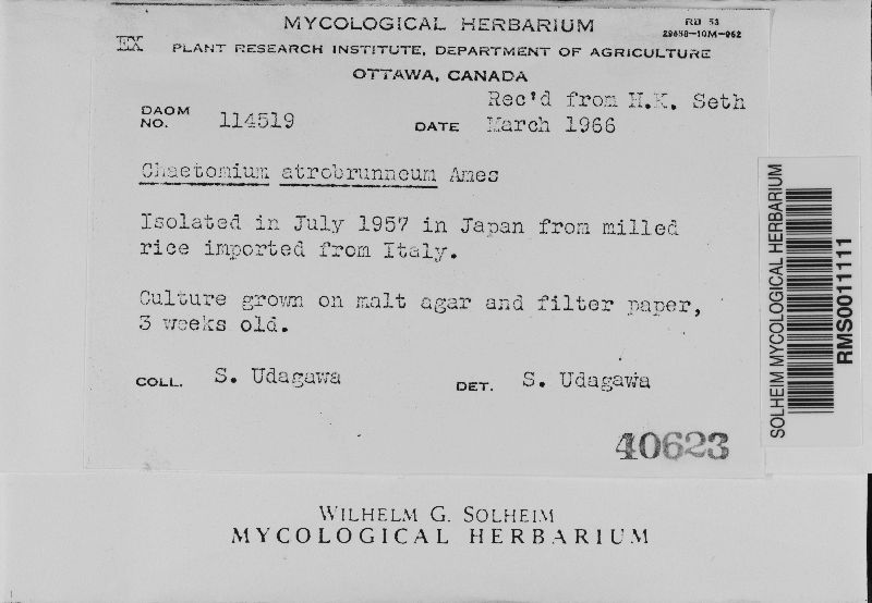 Chaetomium atrobrunneum image
